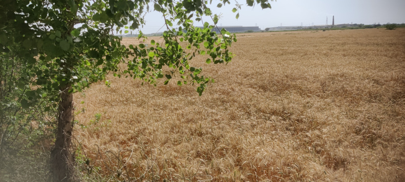  Agricultural Land 2 Acre for Sale in Dadri Road, Jhajjar