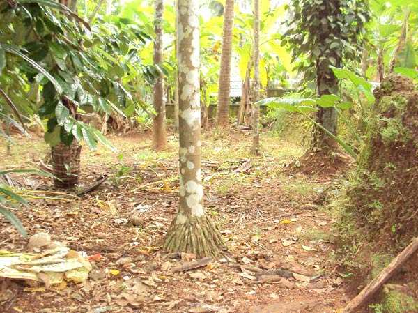  7 Cent Residential Plot for Sale in Eranhipalam, Kozhikode