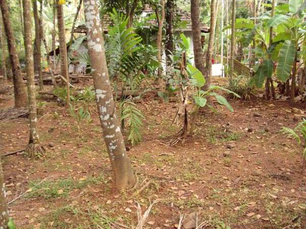  7 Cent Residential Plot for Sale in Eranhipalam, Kozhikode