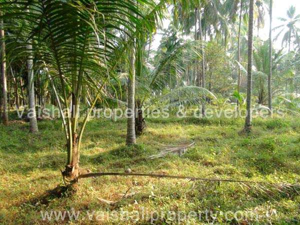  20 Cent Residential Plot for Sale in Eranhipalam, Kozhikode