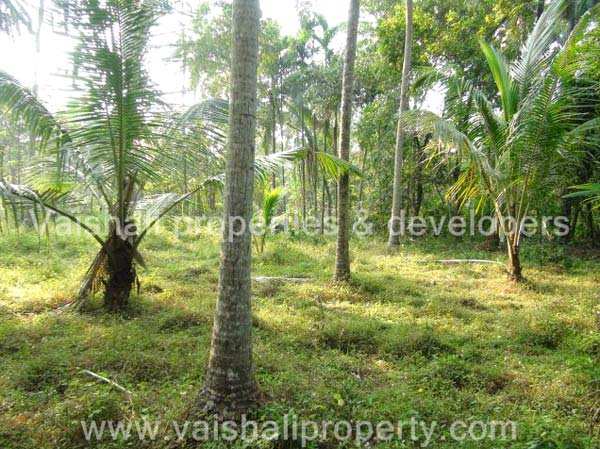  20 Cent Residential Plot for Sale in Eranhipalam, Kozhikode