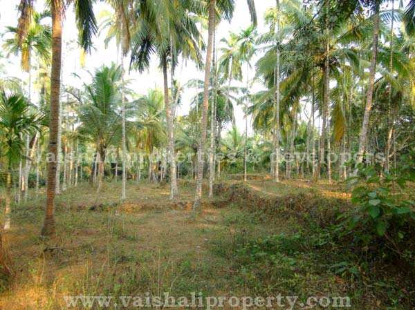  Residential Plot 3 Acre for Sale in Eranhipalam, Kozhikode