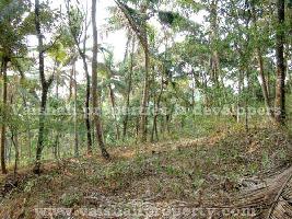  Agricultural Land for Sale in Kakkur, Kozhikode