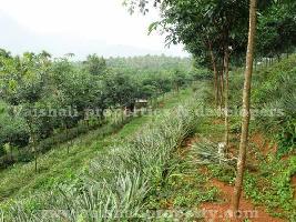  Agricultural Land for Sale in Puthiyangadi, Kozhikode