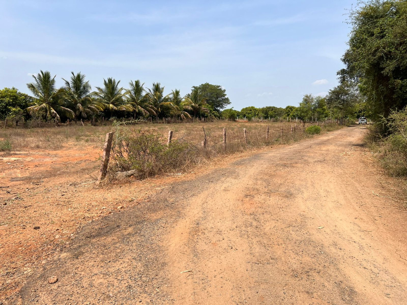  Agricultural Land 118 Cent for Sale in Rajapalayam, Virudhunagar