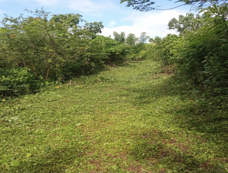  Agricultural Land 10 Acre for Sale in Parappa, Kasaragod