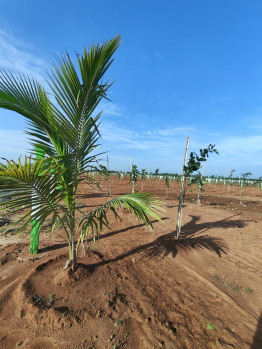  Agricultural Land for Sale in Ecr To Marakanam Road, Chennai