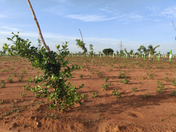  Agricultural Land for Sale in Acharapakkam, Chengalpattu