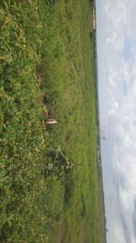  Agricultural Land for Sale in Naubad, Bidar