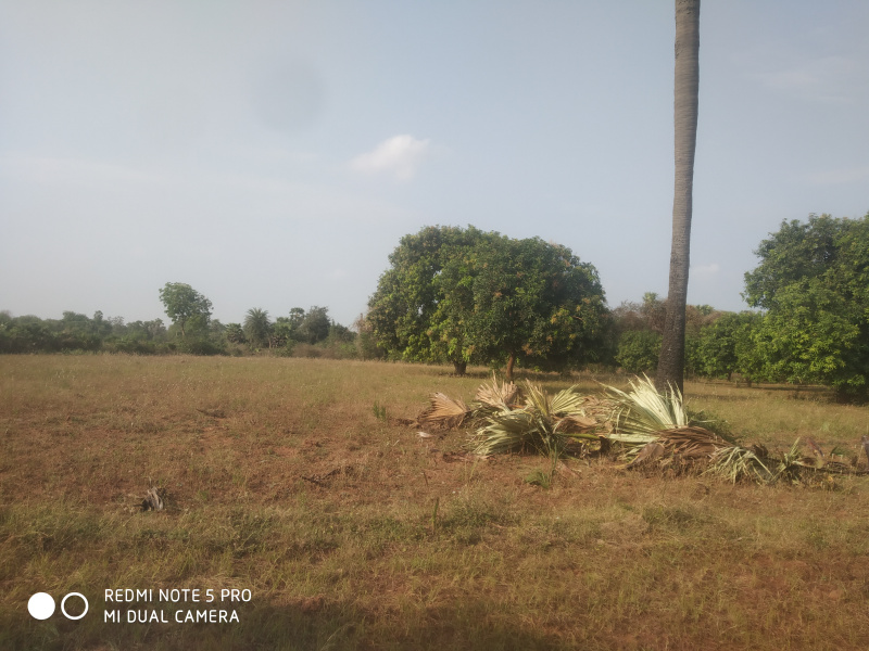  Agricultural Land 2419 Sq. Yards for Sale in Samalkota, East Godavari