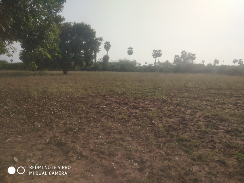  Agricultural Land 2419 Sq. Yards for Sale in Samalkota, East Godavari