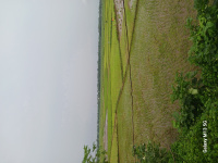  Agricultural Land for Sale in Balugaon, Khordha