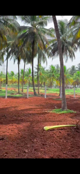  100 Cent Agricultural/Farm Land for Sale in Pollachi, Coimbatore