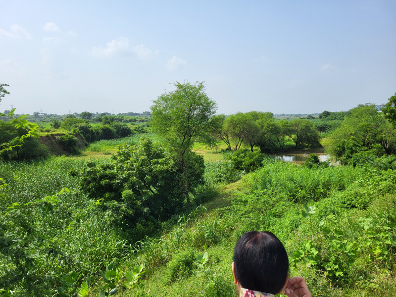  Agricultural Land 20 Bigha for Sale in Fatehabad, Agra