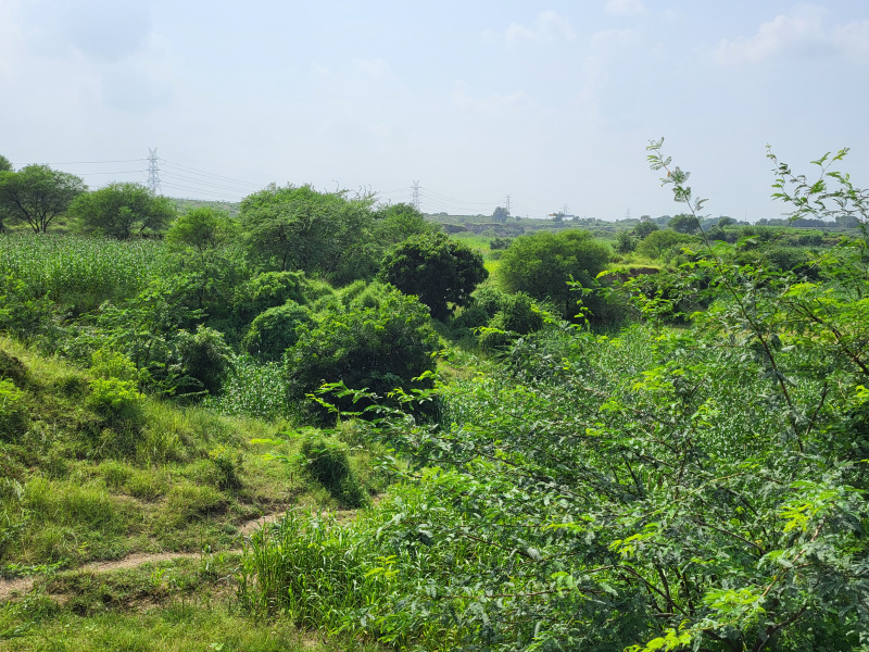  Agricultural Land 20 Bigha for Sale in Fatehabad, Agra