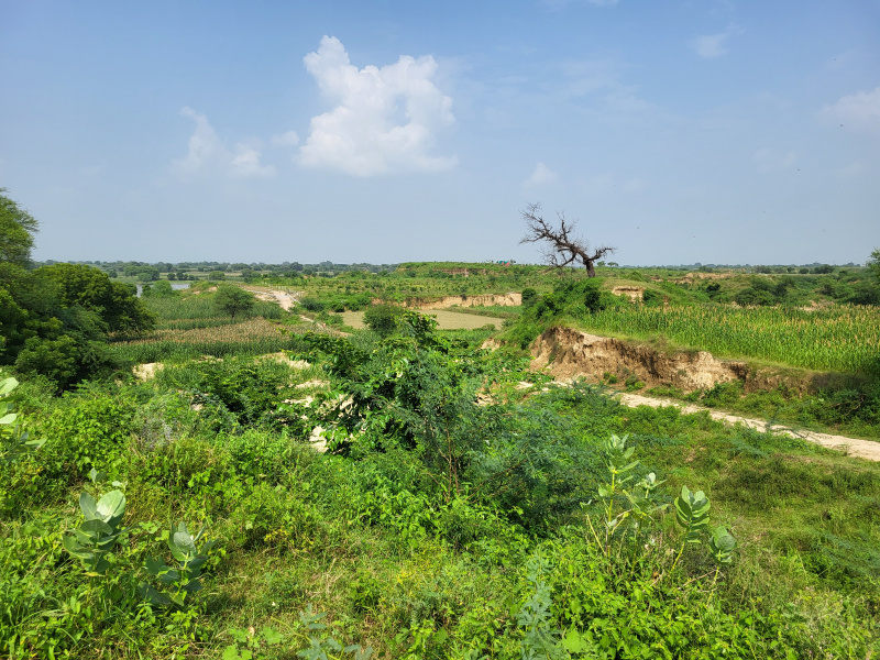  Agricultural Land 20 Bigha for Sale in Fatehabad, Agra