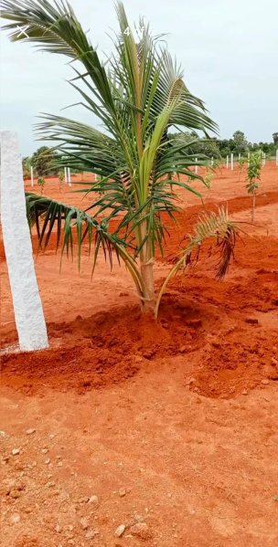  Agricultural Land 9600 Sq.ft. for Sale in Madhurandagam, Chennai