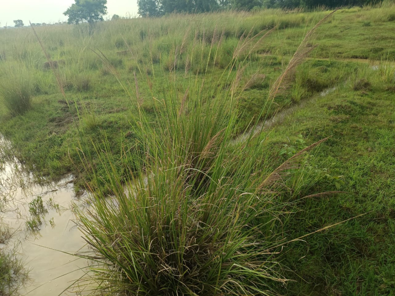 Factory 3 Acre for Rent in Rasulgarh, Bhubaneswar