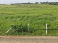  Agricultural Land for Sale in Ponneri, Thiruvallur