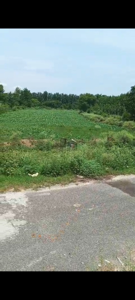  Commercial Land 7 Bigha for Sale in Delhi Roorkee Highway, Haridwar