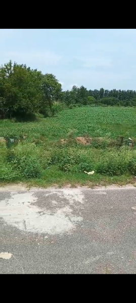  Residential Plot 7 Bigha for Sale in Delhi Roorkee Highway, Haridwar