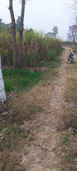  11 Bigha Agricultural/Farm Land for Sale in Laksar, Haridwar