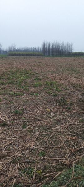  17 Bigha Agricultural/Farm Land for Sale in Laksar, Haridwar