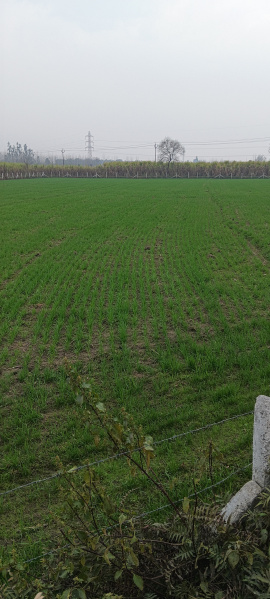  17 Bigha Agricultural/Farm Land for Sale in Laksar, Haridwar