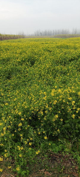  7 Bigha Agricultural/Farm Land for Sale in Laksar, Haridwar