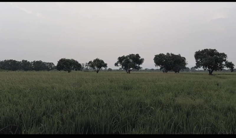  Agricultural Land 7 Acre for Sale in Penuballi, Khammam