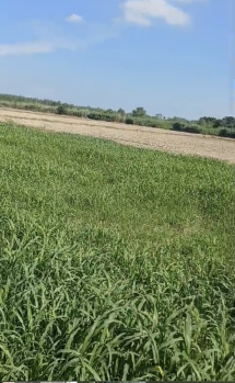  Agricultural Land for Sale in Rama Mandi, Jalandhar