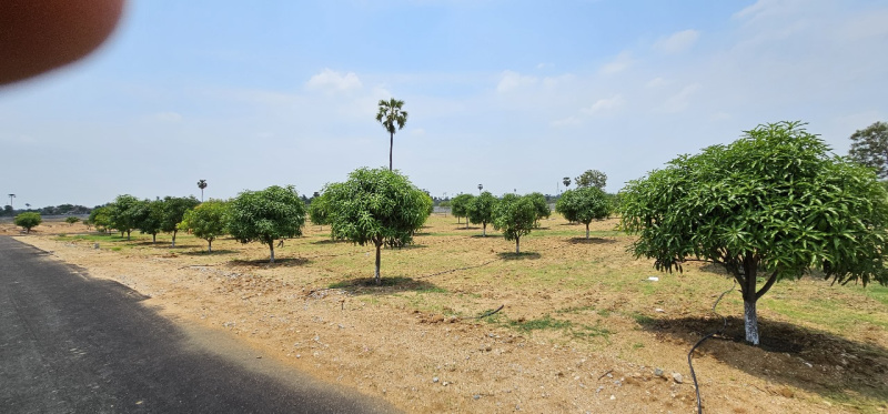  Agricultural Land 25 Cent for Sale in Narasaraopet, Guntur