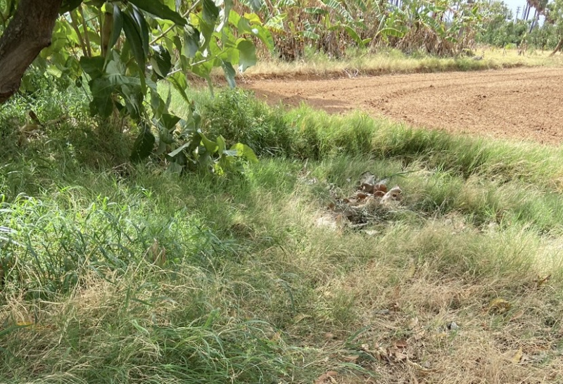  Agricultural Land 2 Acre for Sale in Panagudi, Tirunelveli