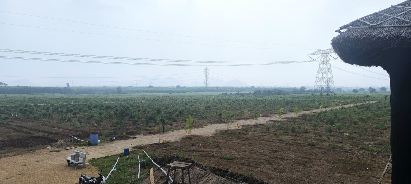  Agricultural Land 25 Cent for Sale in Narasaraopet, Guntur