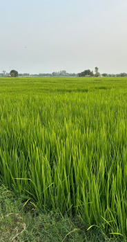  Agricultural Land for Sale in Sikandra Rao, Hathras