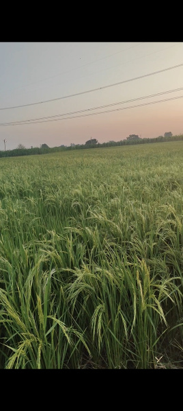  Industrial Land 5 Bigha for Sale in Jahangirpur, Gautam Buddha Nagar