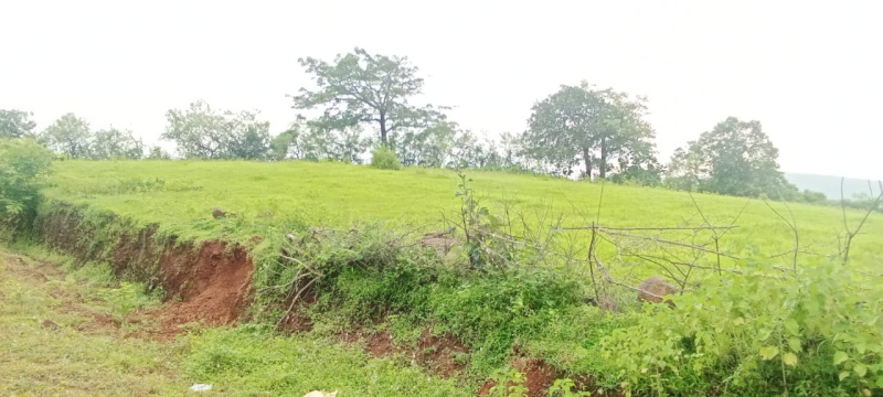  4 Acre Agricultural/Farm Land for Sale in Tala, Raigad