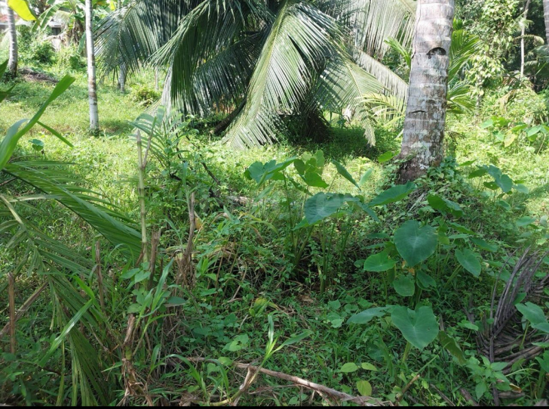  Residential Plot 27 Cent for Sale in Kayamkulam, Alappuzha