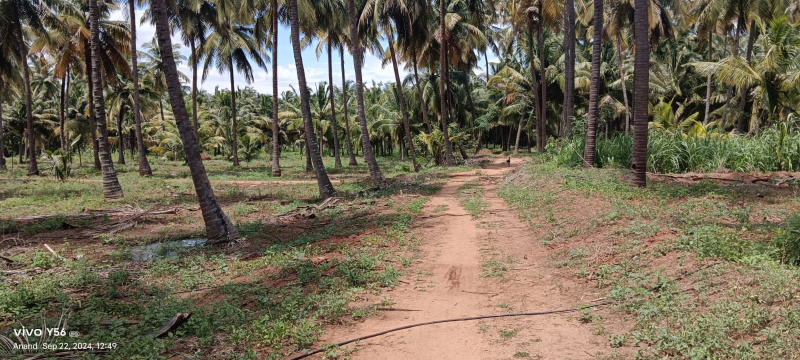  Agricultural Land 5 Acre for Sale in Pollachi, Coimbatore