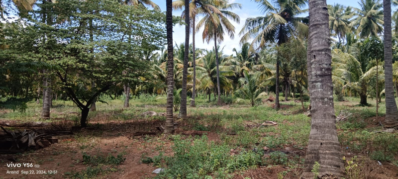  Agricultural Land 5 Acre for Sale in Pollachi, Coimbatore