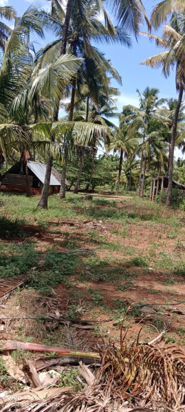  Agricultural Land 5 Acre for Sale in Pollachi, Coimbatore