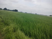  Agricultural Land for Sale in Jakhania, Ghazipur