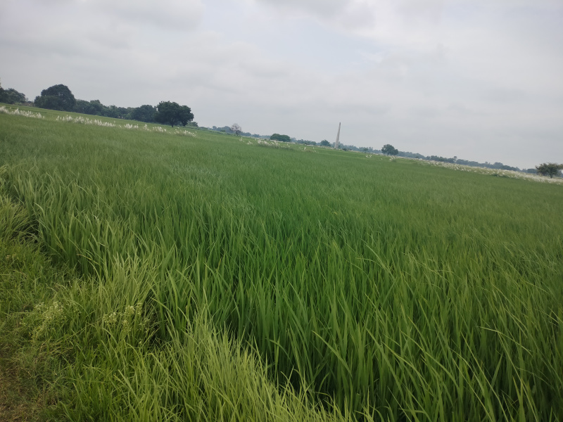  Agricultural Land 15 Bigha for Sale in Jakhania, Ghazipur