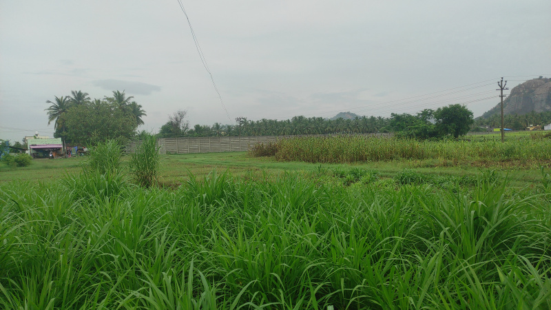  Agricultural Land 24350 Sq.ft. for Sale in Mallur, Salem