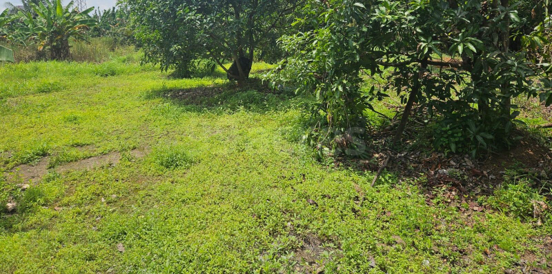  Residential Plot 10 Cent for Sale in Olari, Thrissur