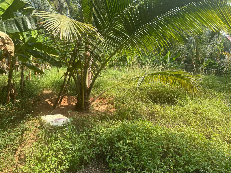  16 Cent Residential Plot for Sale in Kuttanellur, Thrissur