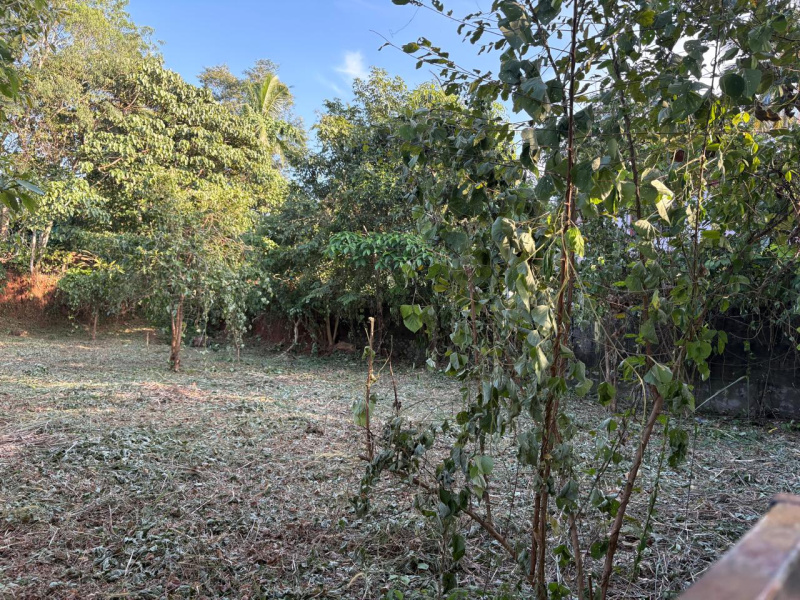  10 Cent Residential Plot for Sale in Velappaya, Thrissur