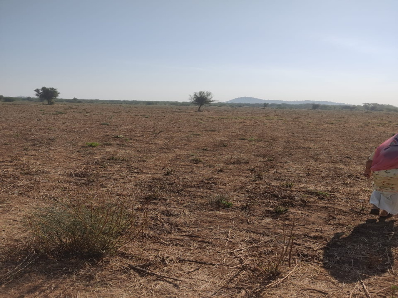  Agricultural Land 35 Bigha for Sale in Rani, Pali