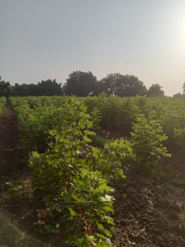  Agricultural Land for Sale in Jambusar, Bharuch