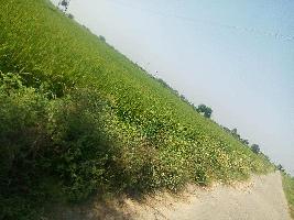  Agricultural Land for Sale in Main Road, Jalandhar